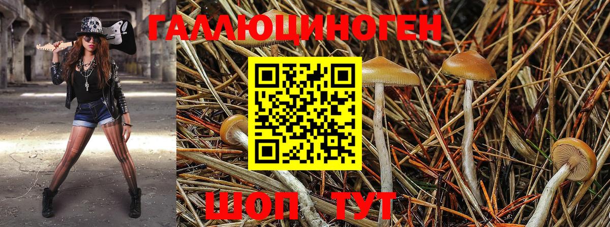 Ахтубинск  где можно купить   Вход с VPN  Галлюциногенные грибы прущие грибы 
